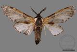 ǦW:Hyrpyia longipennis