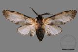 ǦW:Hyrpyia longipennis