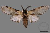 ǦW:Hyrpyia longipennis