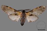 ǦW:Hyrpyia longipennis