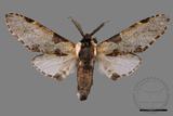 ǦW:Hyrpyia longipennis