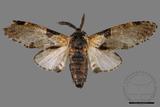 ǦW:Hyrpyia longipennis