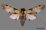 ǦW:Hyrpyia longipennis