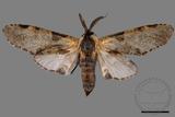 ǦW:Hyrpyia longipennis