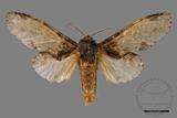 ǦW:Peridea sikkima ochreipennis