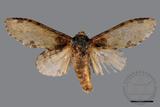 ǦW:Peridea sikkima ochreipennis