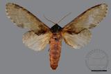 ǦW:Peridea sikkima ochreipennis