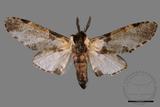 ǦW:Hyrpyia longipennis