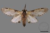 ǦW:Hyrpyia longipennis