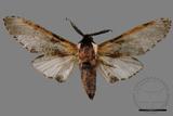 ǦW:Hyrpyia longipennis