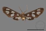 ǦW:Amata edwardsii