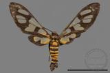 ǦW:Amata perixanthia