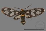 ǦW:Amata edwardsii