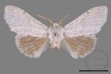 ǦW:Cnethodonta grisescens baibarana