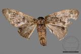 ǦW:Vaneeckeia pallidifascia centrobrunnea