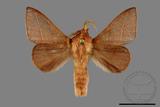 ǦW:Syrastrena sumatrana obliquilinea