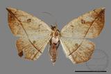 ǦW:Entomopteryx rubridisca