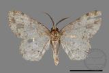 ǦW:Deileptenia rimosaria