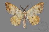 ǦW:Lophobates inchoata