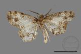 ǦW:Deileptenia rimosaria