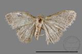 ǦW:Idaea sp.