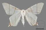 ǦW:Ourapteryx yerburii virescens