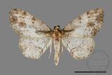 ǦW:Deileptenia rimosaria