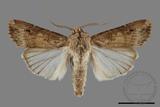 ǦW:Agrotis ispilon