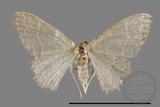 ǦW:Idaea sp.