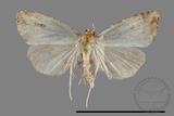 ǦW:Lithosiinae sp.