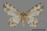 ǦW:Deileptenia rimosaria