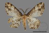 ǦW:Deileptenia rimosaria