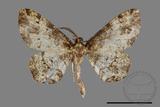 ǦW:Deileptenia rimosaria