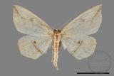 ǦW:Entomopteryx rubridisca