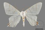 ǦW:Orthocabera sericea