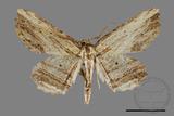 ǦW:Menophra humeraria