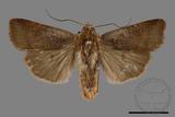 ǦW:Diarsia subtincta