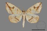 ǦW:Entomopteryx rubridisca