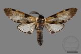 ǦW:Hyrpyia longipennis