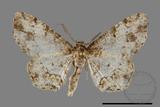 ǦW:Deileptenia rimosaria