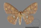 ǦW:Discoglypha locupletata