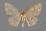 ǦW:Discoglypha locupletata