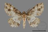 ǦW:Deileptenia rimosaria