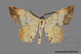 ǦW:Lophobates inchoata