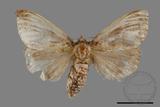 ǦW:Lymantridae sp.