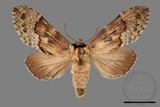 ǦW:Semidonta basalis