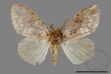 ǦW:Lymantria grisea kosemponis