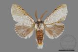 ǦW:Cnethodonta grisescens baibarana