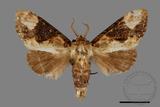 ǦW:Formofentonia orbifer rotundata