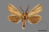 ǦW:Notodontidae sp.